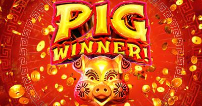 pig-winner